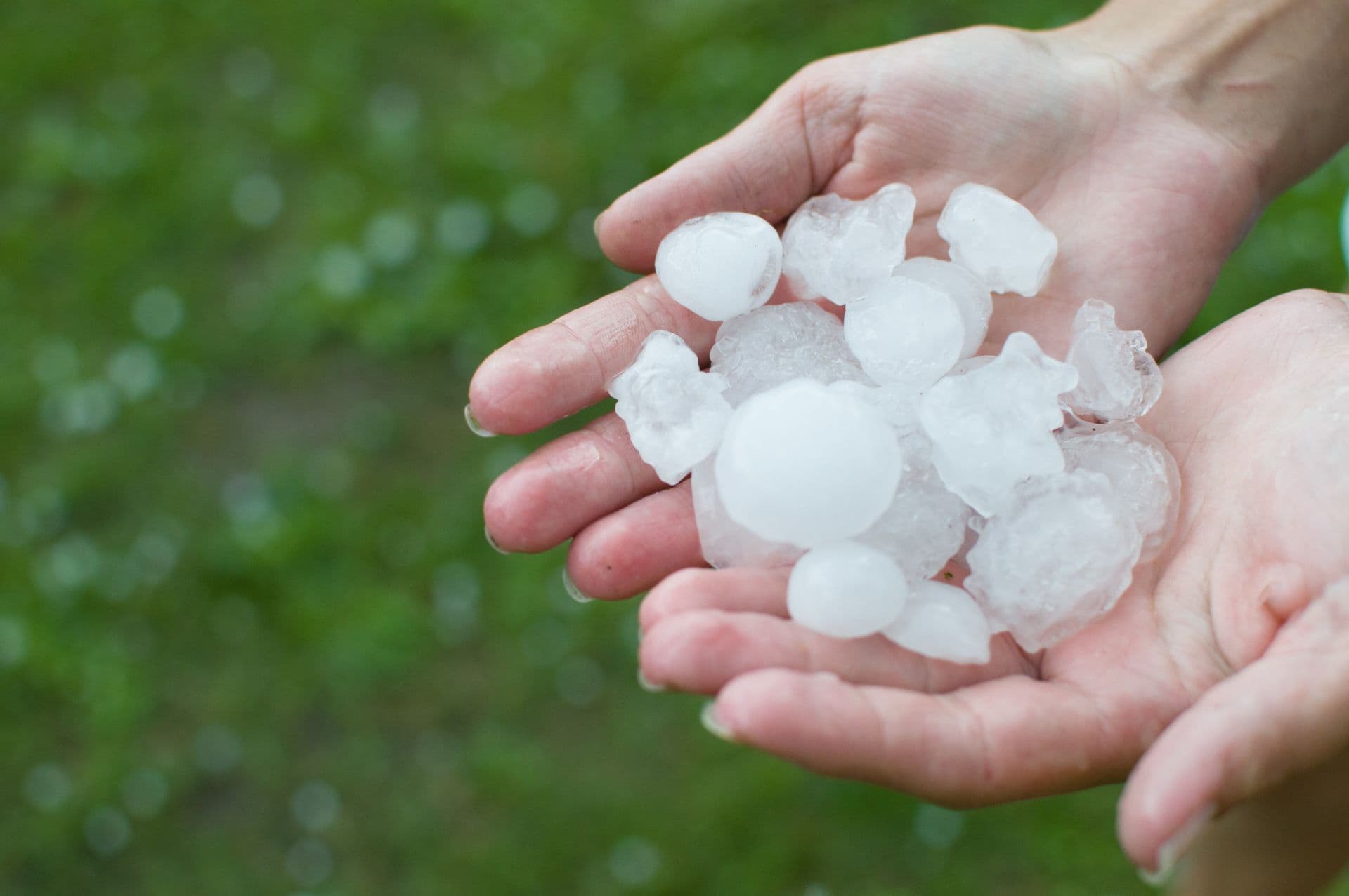 Hail-to-the-palm.jpg