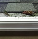gutter-guard-protecting-gutters